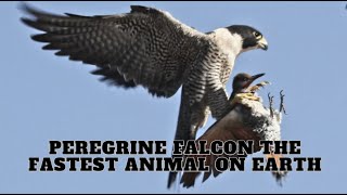 Peregrine Falcon The Fastest Animal On Earth [upl. by Marlee90]