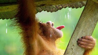 Orangutan Creates an Umbrella Hat to Stay Dry [upl. by Bohman]