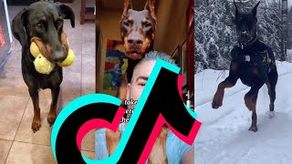 Most Dangerous Doberman TikTok Compilation  Dogs Of TikTok [upl. by Adnwahsor]