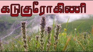 Picrorhiza kurroa கடுகுரோகிணியின் வைத்தியம்  kutki medicine [upl. by Giorgio]