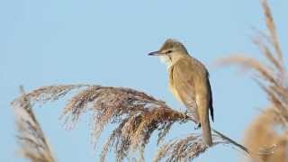 Drosselrohrsänger  Great Reed Warbler  Acrocephalus arundinaceus [upl. by Bergquist808]