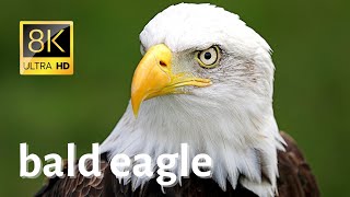 Impressive Closeups of Bald eagle in wilderness  8K Ultra HD [upl. by Airrehs]