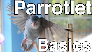 Parrotlet Care For Beginners  Topics [upl. by Ytsirhk]