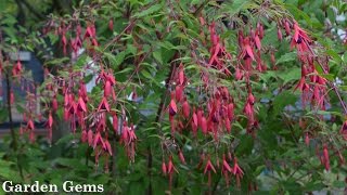 Hardy Fuchsia Fuchsia magellanica [upl. by Eltsyrhc993]