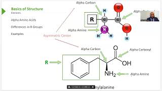 Biochemistry Hemoglobin Myoglobin Amino Acids and Proteins [upl. by Roice865]