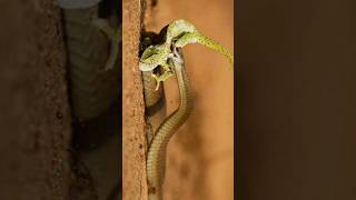 boomslang  chameleon [upl. by Latrell]