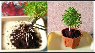 How To Grow Aralia From Cutting  Fusion Of Multiple Branch Cutting In Aralia amp its Repotting [upl. by Nodnarbal]