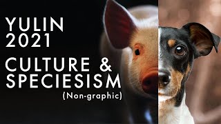 Culture amp Speciesism Explained  Yulin 2021 [upl. by Atteynod]