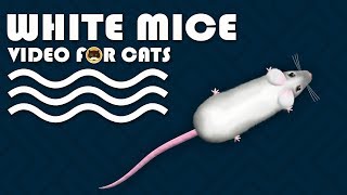 CAT GAMES  Catching White Mice Mouse Video for Cats to Watch  CAT amp DOG TV [upl. by Hirz698]