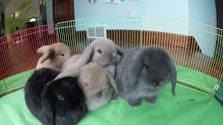 Bunny Update  6WeekOld Holland Lop Babies [upl. by Chafee]