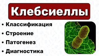 Клебсиеллы строение патогенез диагностика  Микробиология [upl. by Annerahs421]