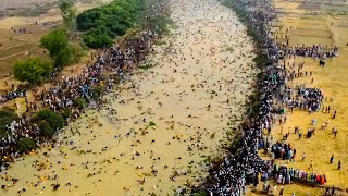 Momentos na Natureza Que Acontecem uma Vez em um Bilhão [upl. by Warga]