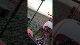 🌱Odchwaszczanie RZEPAKU 🌱 Bury1500Zetor Proxima 8441 [upl. by Otis213]