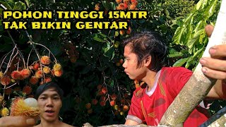 DI KETINGGIAN 10 METER POHON BUAH SAJAU BENAU [upl. by Anelah]