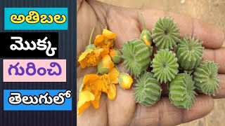 Atibala chettuuses in teluguatibala plant traditional ayurvedic remedies in telugu [upl. by Gyatt]