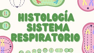 Histología del Sistema Respiratorio Estructura y Función [upl. by Eliason247]