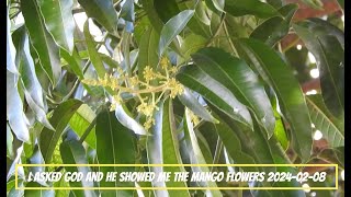 I ASKED GOD AND HE SHOWED ME THE MANGO FLOWERS  GODS CREATIONS [upl. by Ecinahs610]