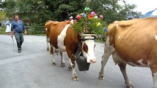 Swiss Cows with their Giant Bells Lead the Parade in Murren  Aug 2011 [upl. by Rozalie]