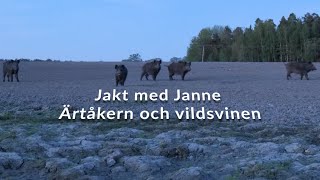 Jakt med Janne  Ärtåkern och vildsvinen [upl. by Rosena]