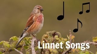 LINNET SONGS MP3 [upl. by Keene]