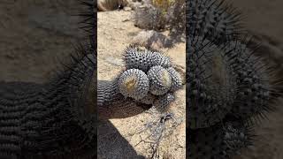 Cuantos años le ponen a esta Copiapoa cactus 🤯 [upl. by Yonita]