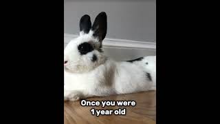 Todays Marabelles 4th Bday bunnylife lovepet petbirthday [upl. by Norahs]