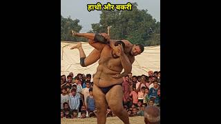 बकरी की कुस्ती हाथी हाथी से shortvideo viralvideo viralreels Viralkushti luckyDangal [upl. by Eiramlatsyrc]