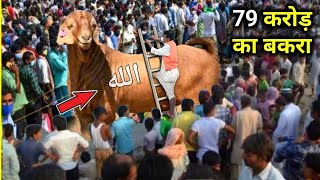 80 करोड़ का बकरा जो हर महीने कमा लेता है l लाखो रुपये Most Expensive GotsBakra Eid 2024 [upl. by Kistner]