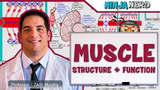 Musculoskeletal System  Muscle Structure and Function [upl. by Schertz]