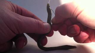 How to Texas rig a trick zoom worm [upl. by Trueblood873]