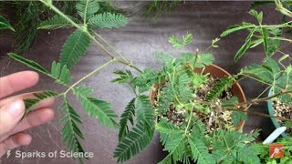 Sparks of Science Meet the Moving Plant Mimosa Pudica [upl. by Simpkins]