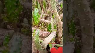 Opuntia monacantha opuntia shorts ytshorts youtubeshorts AgilsakniNambegipa [upl. by Hetti]