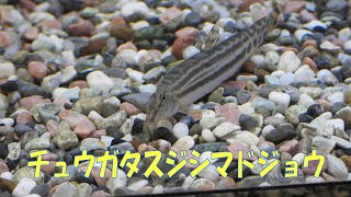 身近な淡水魚 チュウガタスジシマドジョウ（Cobitis striata striata） [upl. by Deadman]