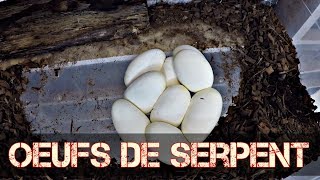 Jai découvert des oeufs de serpent [upl. by Arlyne]