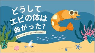 Easy Japanese Reading Practice Story N5 Why the shrimps body is bent どうしてエビの体は曲がった？ [upl. by Mancino]