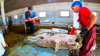 Sheep Shearing  start to finish  Calm and professional [upl. by Nalek]