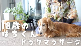 【犬マッサージ】18歳ミニチュアダックスはちくん、リラクッション初体験 [upl. by Imik134]