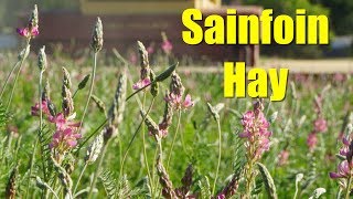 Sainfoin The Best Hay Youve Never Heard Of [upl. by Mose138]