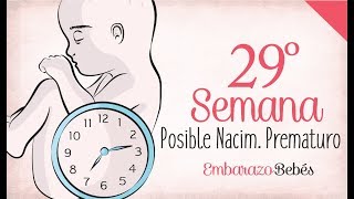 SEMANA 29 de Embarazo  7º Mes  Semana a semana [upl. by Raymonds]