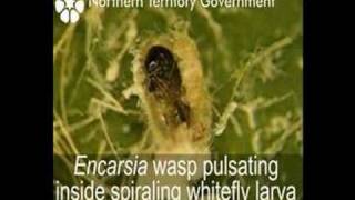 The Encarsia vs Spiraling Whitefly [upl. by Pammie516]