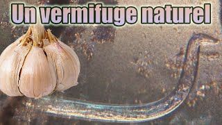 Vermifuge naturel être humain et animaux Eliminer bactéries ver intestinaux Purger intestin Ail [upl. by Newra]