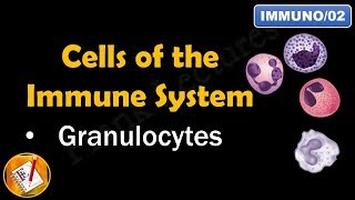 Cells of the Immune System PART I  GRANULOCYTES FLImmuno02 [upl. by Thaddaus]