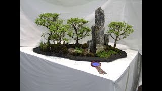 Larch Group Bonsai Forest  3 Trees [upl. by Skye]