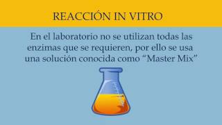 PCR EN TIEMPO REAL QPCR [upl. by Orth]