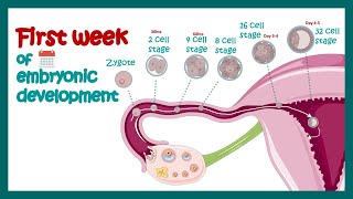 Embryology  Fertilization Cleavage Blastulation  First week of embryonic development  Zygote [upl. by Daht597]