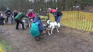 Husky racing in Thetford Forest 2019 [upl. by Edette51]