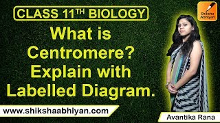 Q14 What is centromere Explain with labelled diagramCBSE Class 11 Biology [upl. by Moll]