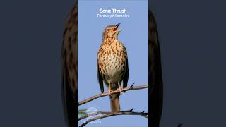 Song Thrush singing a dawn chorus  Bird Sounds shorts [upl. by Hairas997]