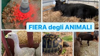 FIERA degli ANIMALI di FORLI  TANTI ANIMALI AVICOLI ORNAMENTALI CONIGLI RETTILI e TANTO ALTRO [upl. by Jochbed262]