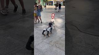 Real Dog vs Robot Dog shortsvideo [upl. by Elroy]